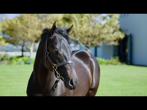 Lot 240 - Landoftherisingsun is a colt by Danon Platina (JPN) ex Dawn Rising