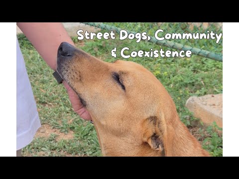 Why You Should CARE About Street Dogs and Community Responsibility