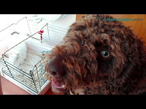 Comenzar con buen pie con un perro adoptado