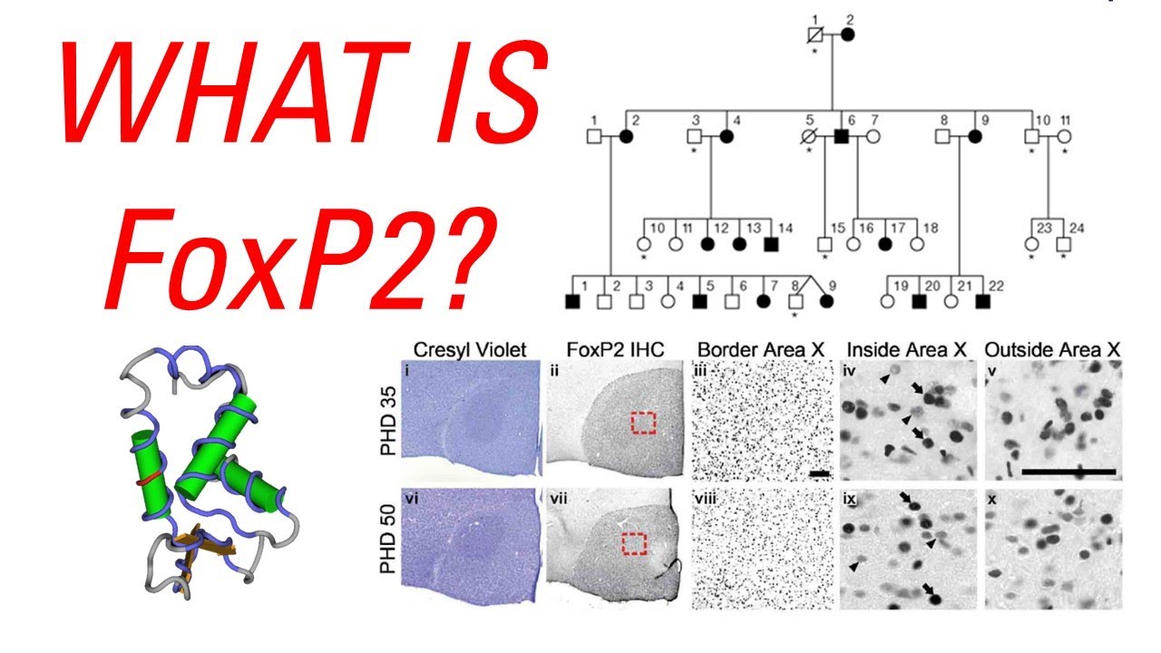 What is FoxP2? A Discussion with Grayson from Based Theory about the genetics of vocal learning