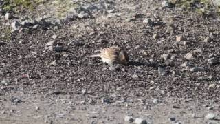 preview picture of video 'Twite, Raghly Harbour, Co. Sligo'