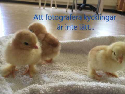 , title : 'Min film kycklingar 2'