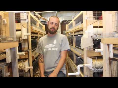 Coturnix quail in conveyor cages