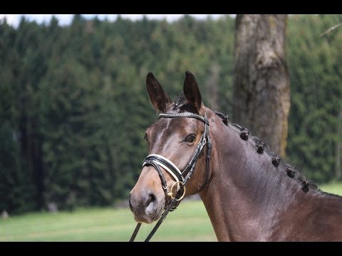 Cantura von Worrenberg, OS, Canturo x Faveur, 166 cm, Mutter S platziert