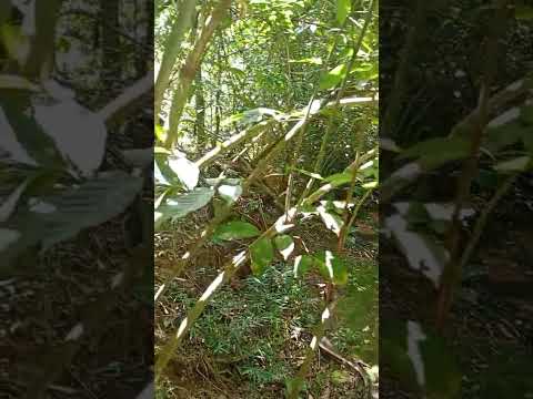 Cachoeira em Tapira Paraná #fy