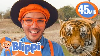 Blippi Goes on a Safari! | BEST OF BLIPPI TOYS | Educational Videos for Kids