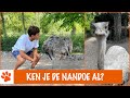 Dit is een hele speciale vogel! | DierenpraatTV