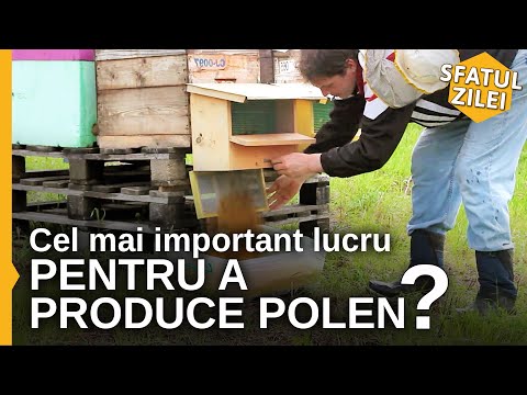 , title : 'Care este cel mai important lucru pentru a produce polen'