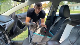 Dog car seat for small dogs. High padded walls. Great for roadtrips.