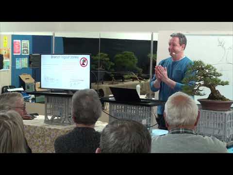The Australian Bonsai Gallery - Dorrigo