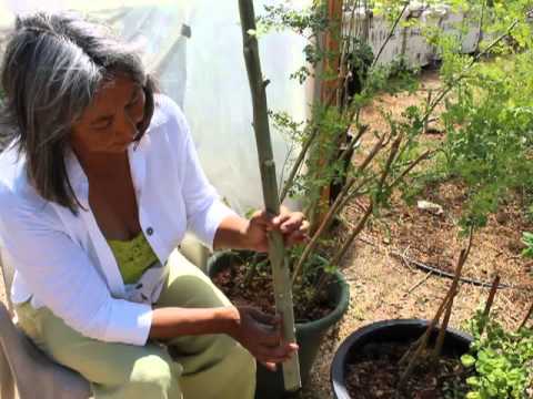 download lagu mp3 mp4 How To Grow Malunggay, download lagu How To Grow Malunggay gratis, unduh video klip How To Grow Malunggay