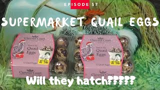 Can You Hatch UK Supermarket Quail Eggs? #Quail #HatchingEggs