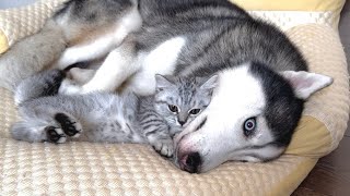 Husky and Baby Kitten Become Friends #husky #dog #cat #mocathehusky