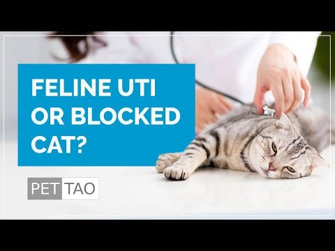 What are Blocked Cat Symptoms? PET | TAO Holistic Pet Products