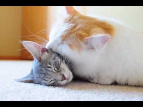 Cats Friendship - Lucy & Jackie