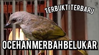 Download lagu merbah belukar bisu langsung ikut Nyaut Cepat Gacor,merbah belukar gacor full ocehan, pancingan mp3 Download lagu merbah belukar bisu langsung ikut Nyaut Cepat Gacor,merbah belukar gacor full ocehan, pancingan mp3