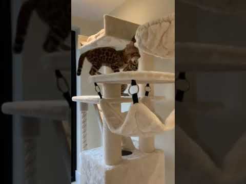 These Bengal kittens are extremely curious about their new cat tree from RHR Quality!