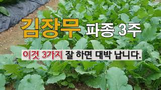 김장무 파종 3주 이것 3가지 잘하면 대박 납니다. #주말농장  김장무 가꾸기