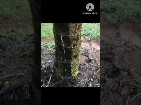 no mistake please,coconut tree,rwh,black pepper #nomistake #coconuttree #rwh #blackpepper #farming #