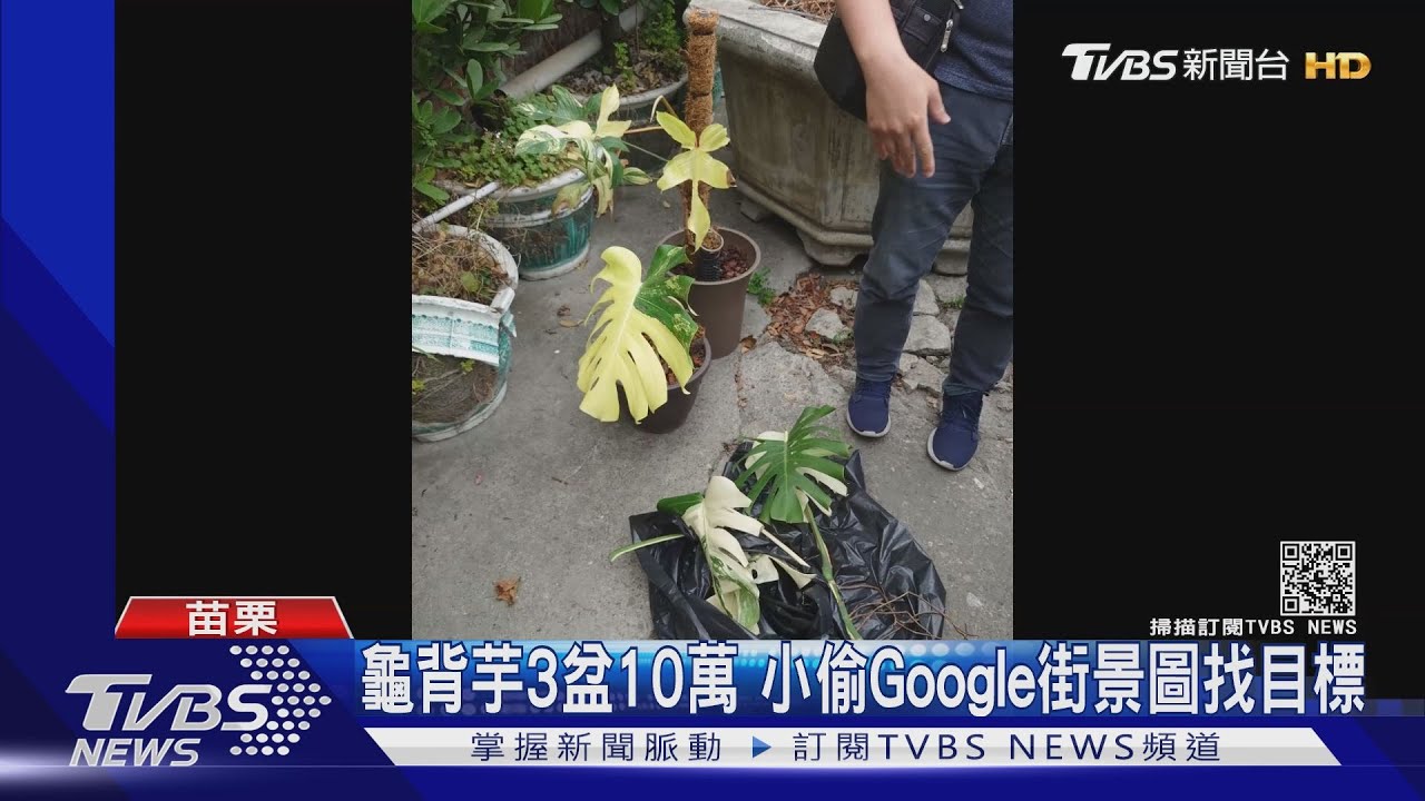 龜背芋3盆10萬 小偷Google街景圖找目標