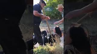 Ուշաթափված Թերեզան գյուղում 🐄 #FakeMama #ՖեյքՄամա #Shorts #Comedy #PanArmenianTVOfficial