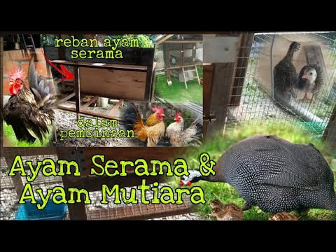 , title : '☑️118. buat reban untuk Ayam Serama yang masuk Ayam Mutiara..'