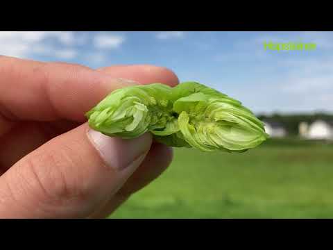 Witterungs- und Pflanzenstandsbericht – KW 32