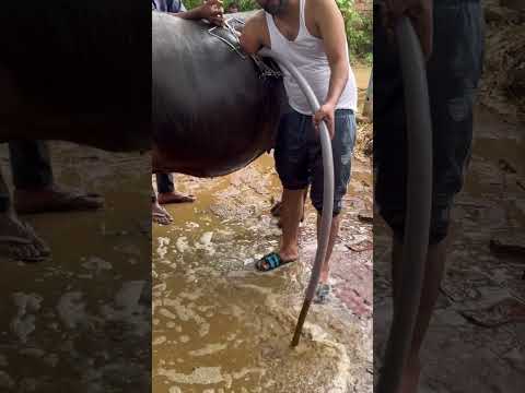 Rumenotomy l impaction of rumen l dr Umar khan