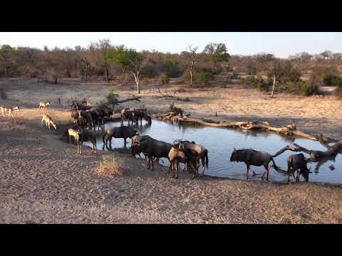Djuma: Wildebeest herd come to drink - 17:15 - 10/11/18