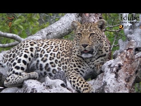 Two Leopards With A Meal | Leopard Family Time