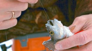 Мормышка коза дереза испытание