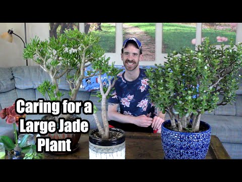 Caring For A Large Jade Plant