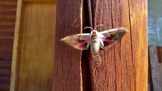 preview picture of video 'Eyed Hawkmoth Flapping Wings At Our Cabin Near Elliston Montana'