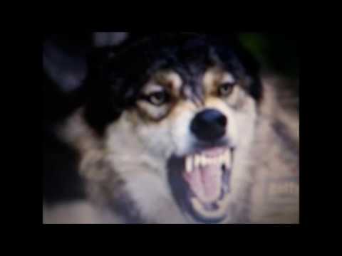 Michael Lannas;"Hunger Drives the Wolves" Copyright Talking Drum Music Nov 2017