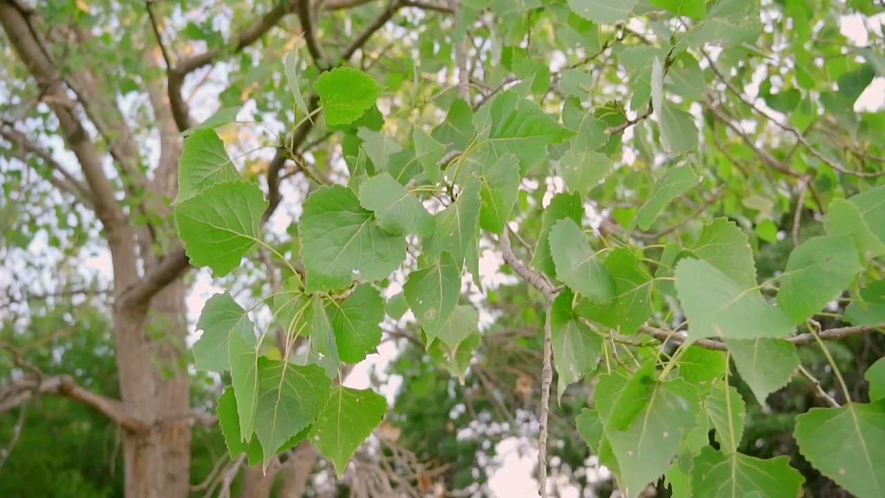 What is special about the cottonwood tree’s leaf shape that allows it to be so loud?