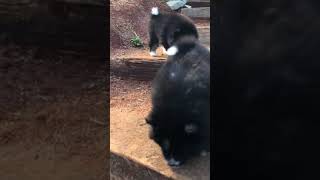 Video preview image #1 Pomsky Puppy For Sale in GRASS VALLEY, CA, USA