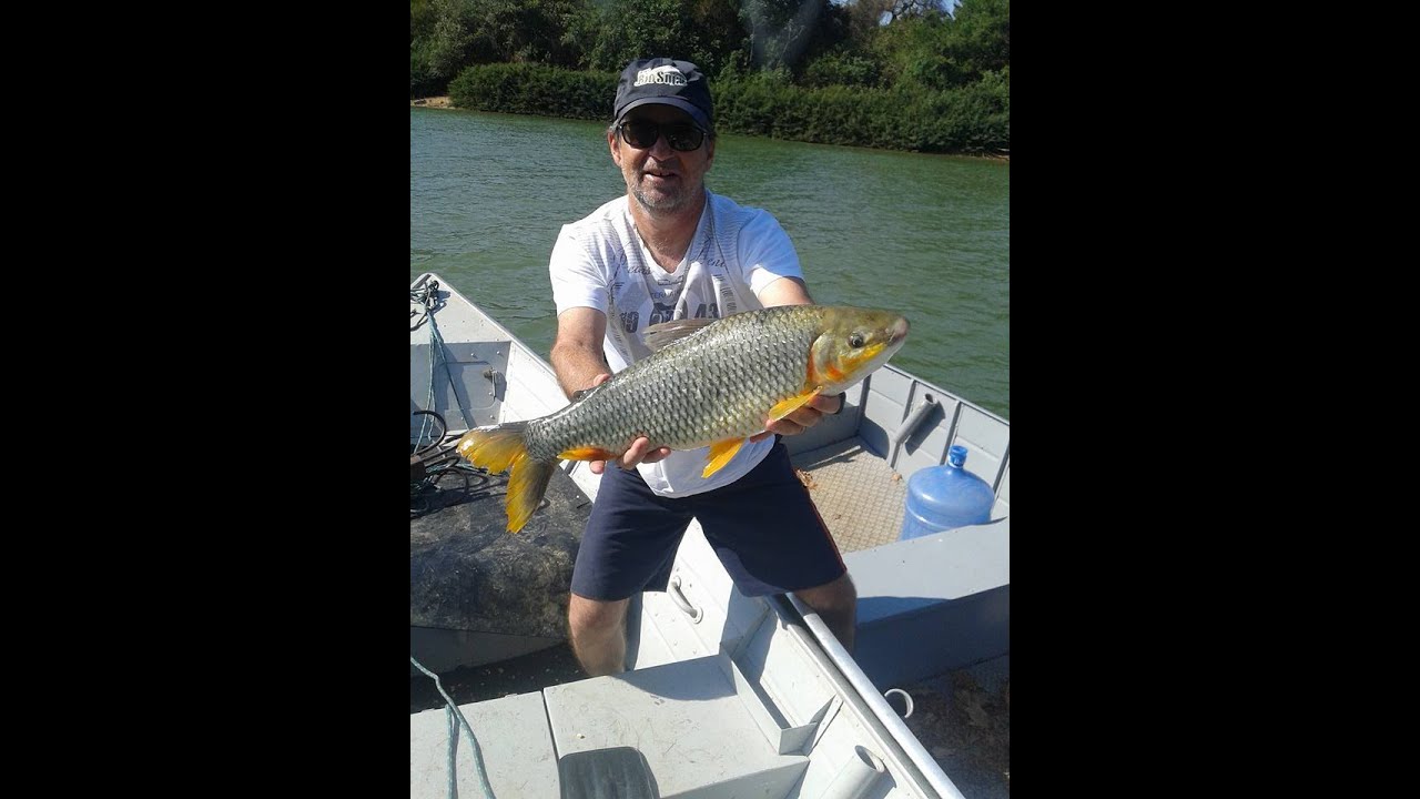 ESPÉCIES DE PEIXES DE JOÃO PINHEIRO MG