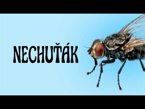 Proč jsou mouchy ti největší prasáci co ti lítaj po kuchyni?