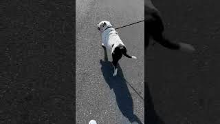 Video preview image #1 Olde Bulldog Puppy For Sale in Millsboro, DE, USA