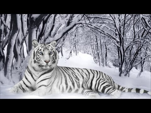 Dj NikoO - mix fevrier 2018