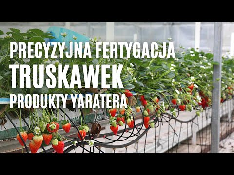 , title : 'Precyzyjna fertygacja truskawek - produkty YaraTera'