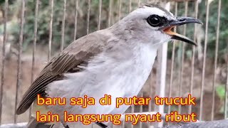 Download lagu suara trucukan memanggil lawan agar ikutan jadi nyaut ribut seketika mp3 Download lagu suara trucukan memanggil lawan agar ikutan jadi nyaut ribut seketika mp3