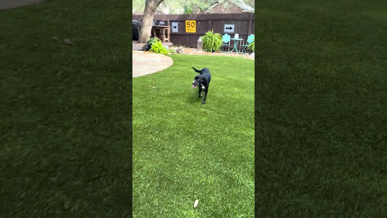 Willow, a Adoptable mixed breed in Bedminster, NJ video 3/6