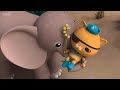 Octonauts Kwazii Fainting Twice In The Same Episode