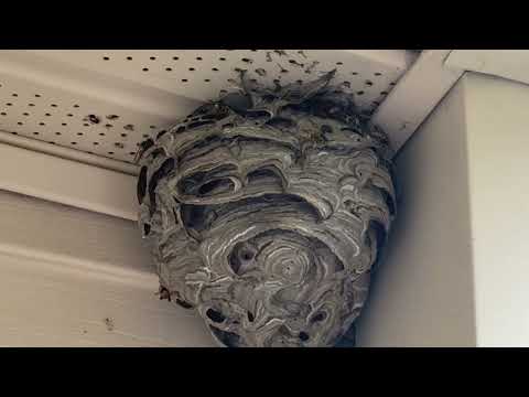 Yellow Jackets Greeting Patrons in Pennington, NJ