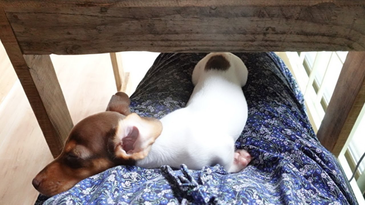 【子犬と1匹1人生活】仕事が手につかない...