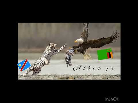 Tribal cousin Chipolopolo song