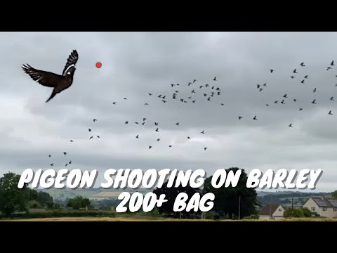 Pigeon Shooting on Barley | 200+ Bag