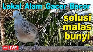 Download lagu suara burung Perkutut Lokal Gacor - suara memancing bunyi mp3 Download lagu suara burung Perkutut Lokal Gacor - suara memancing bunyi mp3