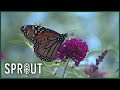 How To Attract More Butterflies To Your Garden Best Plants Tips
